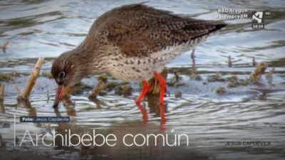 Archibebe común