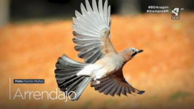 Arrendajo