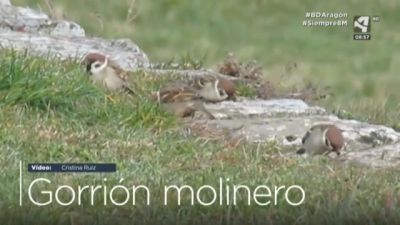 Gorrión molinero