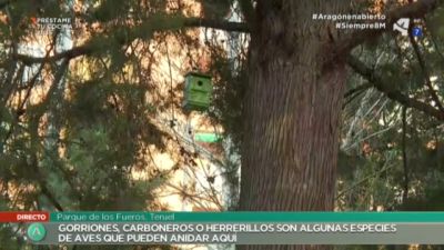 Casitas para aves insectívoras