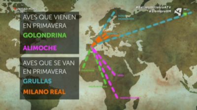 La migración de las aves