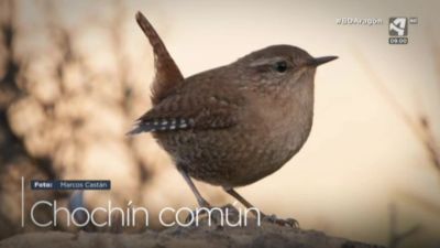 Chochín común