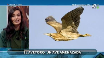 Avetoro