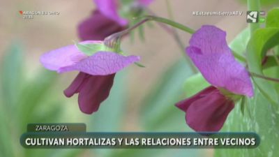 Más que un huerto urbano