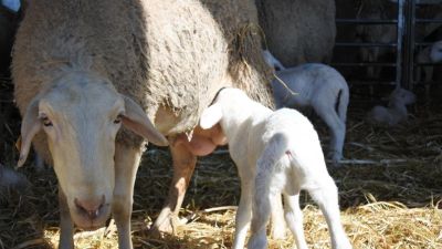 El sector ovino facturó el año pasado 70 millones de euros