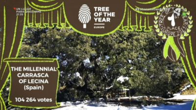 La Carrasca milenaria de Lecina, Árbol Europeo 2021 (I)