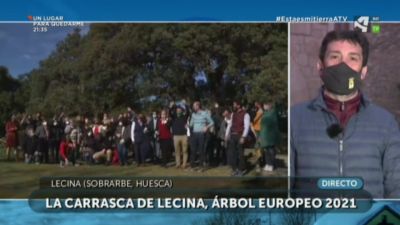 La Carrasca milenaria de Lecina, Árbol Europeo 2021 (y II)