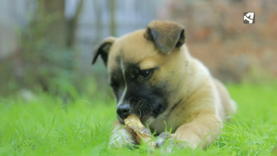 Fotografía de un perro mordiendo un hueso