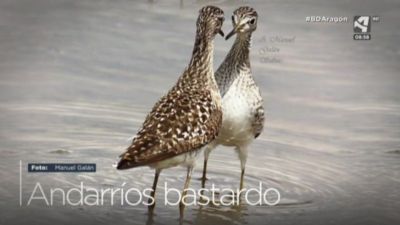 Andarríos bastardo