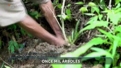 Un solo Planeta: 11.000 árboles en Wonogiri