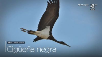 Cigüeña negra
