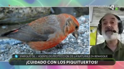 ¡Cuidado con los piquituertos!