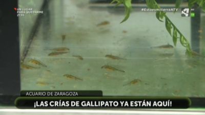 Crías de Gallipato