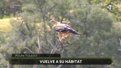 Vuelta a casa