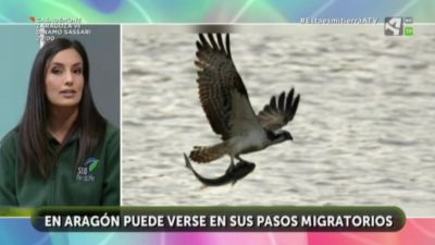 Águila pescadora