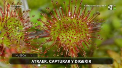 Plantas carnívoras