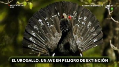 Urogallo en peligro de extinción