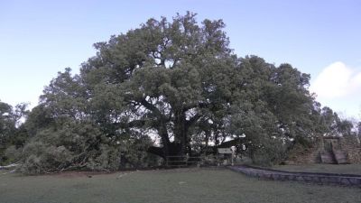 La carrasca de Lecina ganó el premio al 'Árbol Europeo del Año'.