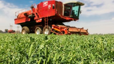 Una cosechadora recoge la producción de un campo
