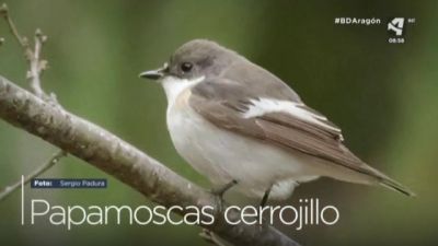 Papamoscas cerrojillo