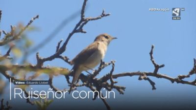 Ruiseñor común