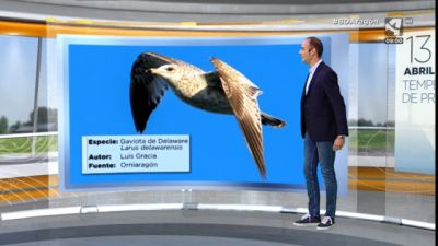 Gaviota de Delaware