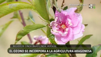 Ozono en la agricultura