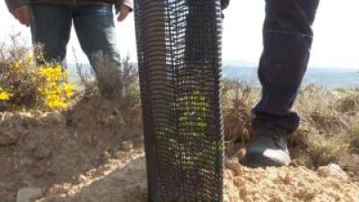 Árbol recién plantado en Grisel.