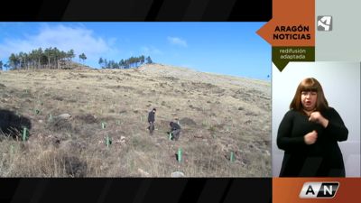 Reforestar para reducir el impacto