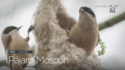 Pájaro Moscón