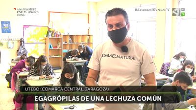 Hoy en clase: egagrópilas de una Lechuza común