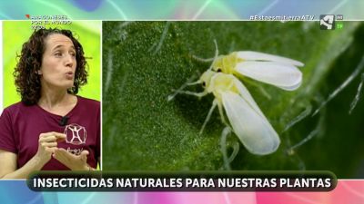 Insecticidas naturales (I)