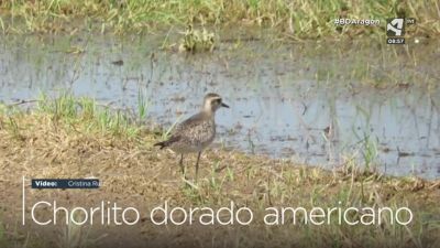 Chorlito dorado americano