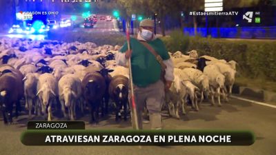 Contamos 1.050 ovejas