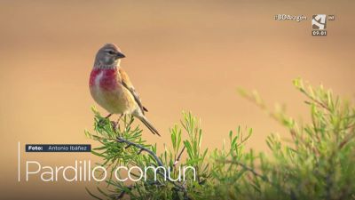 Pardillo común