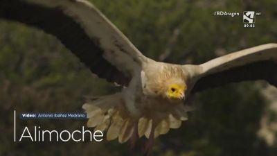 Alimoche