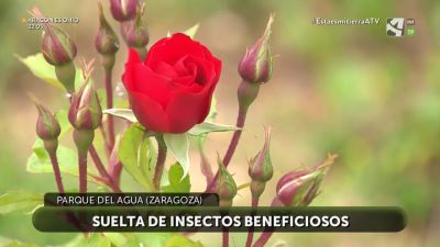 Suelta de insectos beneficiosos