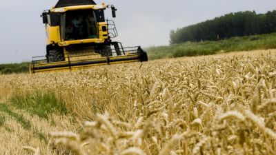 Un campo de cultivo de cereales.