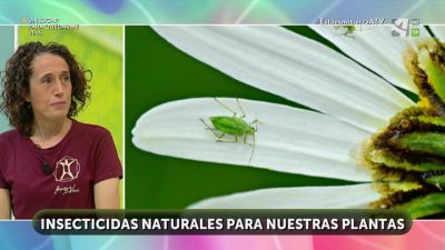 Insecticidas naturales (y II)