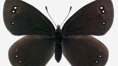 Estudian tres especies de mariposas amenazadas como indicadores de la salud de los Pirineos