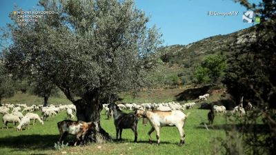 El Campo es... vida (VI)