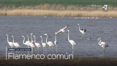 Flamenco común