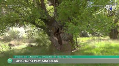 El chopo cabecero de Perales del Alfambra