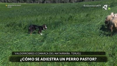 Perros pastores