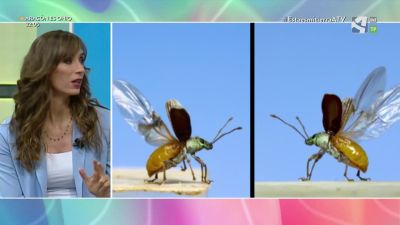 Coleópteros