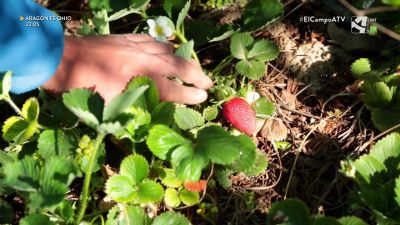 El Campo es... biodiversidad (IX)