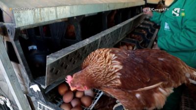 El Campo es... cuestión de huevos (I)