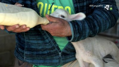 El Campo es... vida (IX)