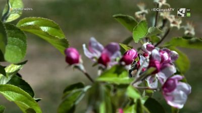 El Campo es... manzana, baby