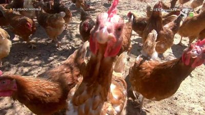 El Campo es... gallinas felices